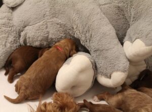 Sherwood Oregon labradoodles breeder puppies 