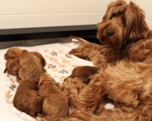 best labradoodle breeder 