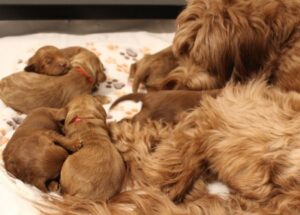 Puppy Culture breeder puppies therapy dogs 