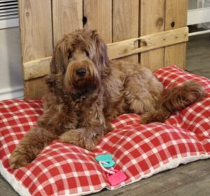 red labradoodles best Oregon Breeder