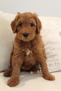 Best Oregon labradoodle breeders puppies available