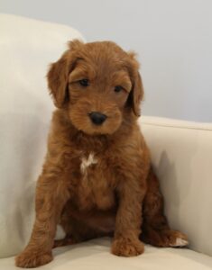 red labradoodles available therapy service dogs