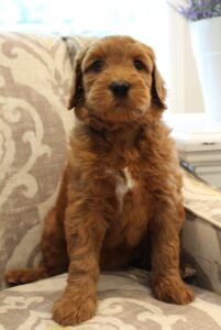 labradoodle puppies available now medium red