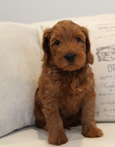 Sadie and Tucker's puppies