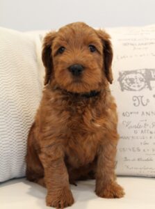 Oregon Washington Seattle Portland labradoodles puppies available