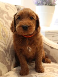 Seven weeks Saylor 3