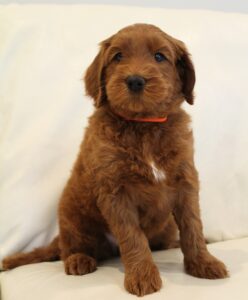 Oregon best breeder puppies labradoodles 