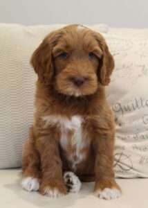 large red labradoodle puppies available labradoodles