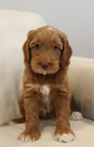 Sadie and Tucker's puppies