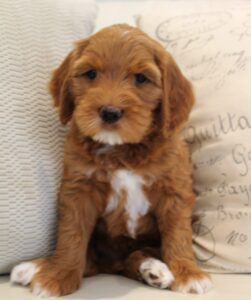 Puppy Culture labradoodle puppies