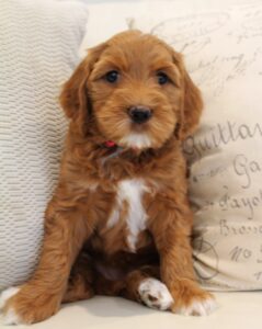 Sadie and Tucker's puppies are growing up