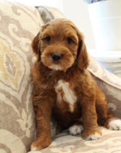 Puppy Culture breeder labradoodles biosensor