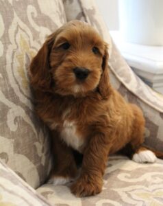 Seven weeks Sulivan 2