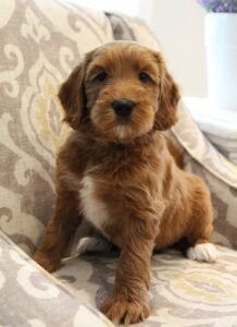 Oregon nonshedding puppies available therapy dog