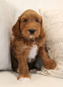 Seven weeks Sullivan 3