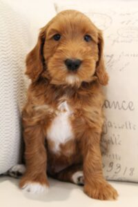 Seven weeks Sullivan 4