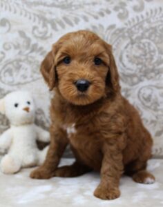 Yamhill County labradoodle breeders