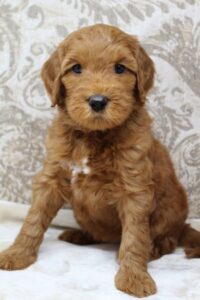 Washington labradoodle breeder nonshedding puppies