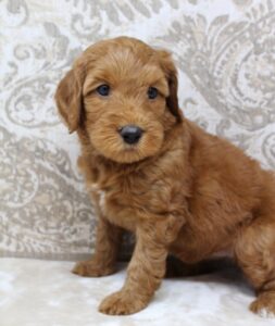 red labradoodle puppies therapy
