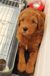 McMinnville Yamhill County labradoodle breeders puppies red
