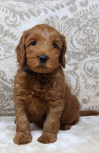 therapy dogs Oregon breeders