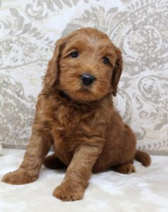 Oregon therapy dog breeders