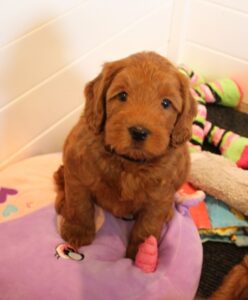 Newberg Oregon labradoodles available now