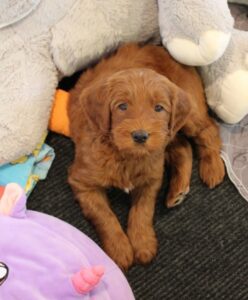 portland Seattle Olympia Vancouver labradoodle puppies available now