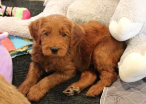 therapy dogs best breed labradoodles 