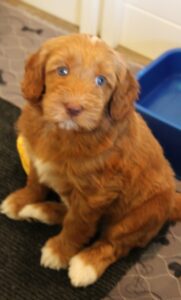 best Oregon labradoodle breeder Puppy Culture puppies