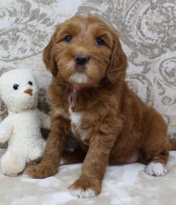 best Washington labradoodle breeders red labradoodles