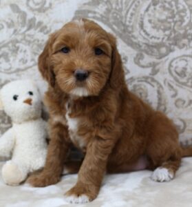 therapy dogs red labradoodles