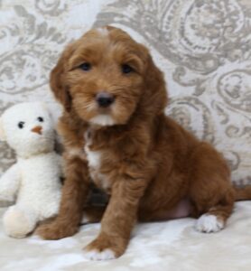 medium size red labradoodle puppies available now