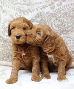 Sadie and Tucker's puppies are growing up