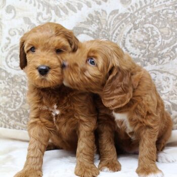 Sadie and Tucker’s puppies are home Six weeks Stella kissing Sage