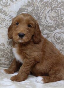 Oregon therapy puppies nonshedding breeder