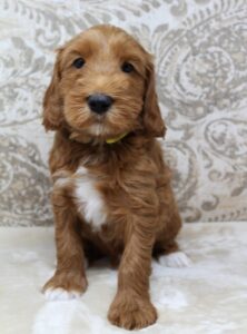 Beaverton Tigard Oregon labradoodle puppies available