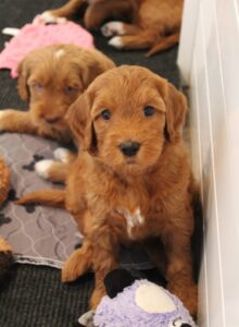 red labradoodle puppies available best breeder 