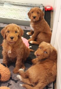 best labradoodle puppies nonshedding puppies