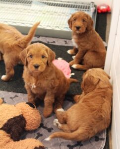Oregon labradoodles Seattle breeder