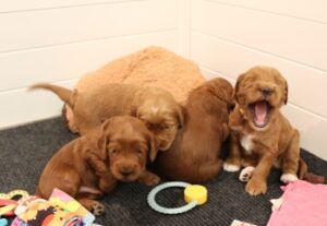 best labradoodle puppies nonshedding puppies