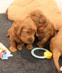 Three weeks Litter 8