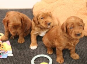 Three weeks Litter 9