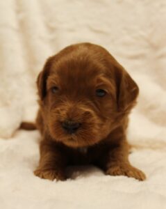 Puppy Culture labradoodle breeder
