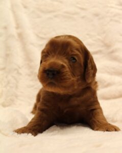 biosensor program labradoodle breeder puppies