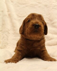 Oregon best labradoodle breeder Salem Portland Beaverton Sherwood 