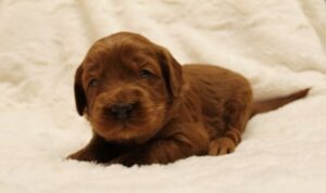 Sadie and Tucker's puppies