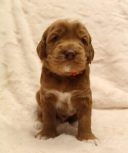 Washington labradoodle breeder best puppies 
