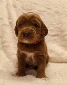 Sadie and Tucker's puppies 