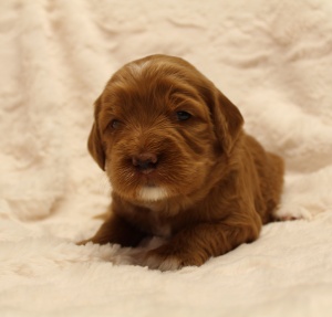 Oregon breeder therapy dogs puppies